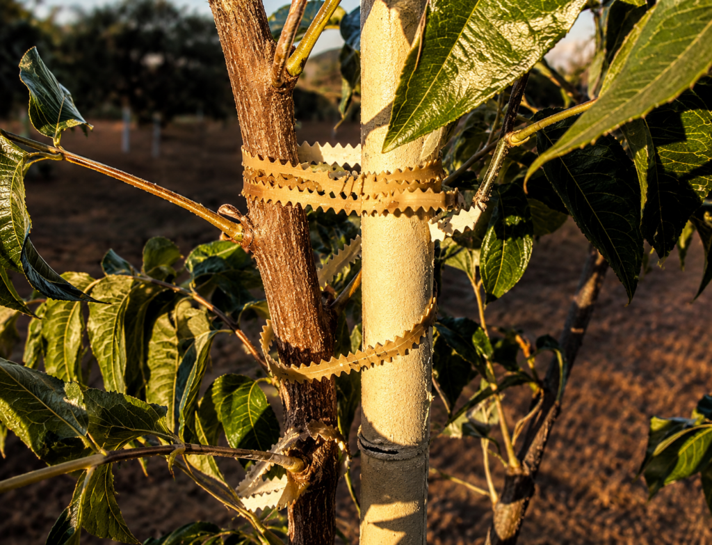 tree support tree support